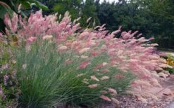 Savannah Ruby Grass (Melinus Nerviglumis) - 6 Pack Of 1 Gallon Pots 8 Savannah Ruby Grass (Melinus Nerviglumis) - 6 Pack Of 1 Gallon Pots -Wilson Bros Gardens Shop melinus nerviglumis ruby grass 7