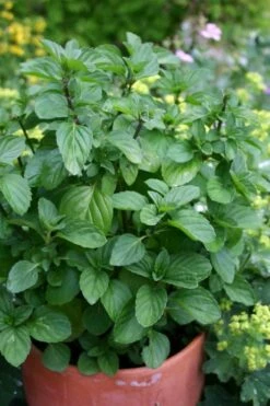 Orange Mint Plant - 4 Pack Of Quart Pots