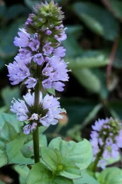 Orange Mint Plant - 4 Pack Of Quart Pots -Wilson Bros Gardens Shop mentha piperita citrata orange mint 5