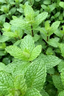 Mojito Mint Plant - 6 Pack Of Pint Pots -Wilson Bros Gardens Shop mentha x villosa mojito mint 6