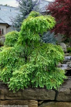 Miss Grace Weeping Dawn Redwood Tree (Metasequoia) - 3 Gallon Pot -Wilson Bros Gardens Shop metasequoia glyptostroboides miss grace weeping dawn redwood 5