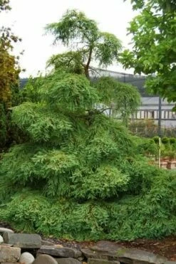 Miss Grace Weeping Dawn Redwood Tree (Metasequoia) - 3 Gallon Pot -Wilson Bros Gardens Shop metasequoia miss grace dawn redwood tree 6 1