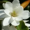 Fairy White Magnolia - 3 Gallon Pot