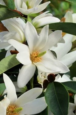 Fairy White Magnolia - 3 Gallon Pot -Wilson Bros Gardens Shop michelia doltsopa fairy white magnolia 7