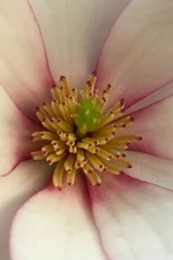 Fairy Blush Magnolia - 3 Gallon Pot 11 Fairy Blush Magnolia - 3 Gallon Pot -Wilson Bros Gardens Shop michelia yunnanensis hybrid fairy blush magnolia 2