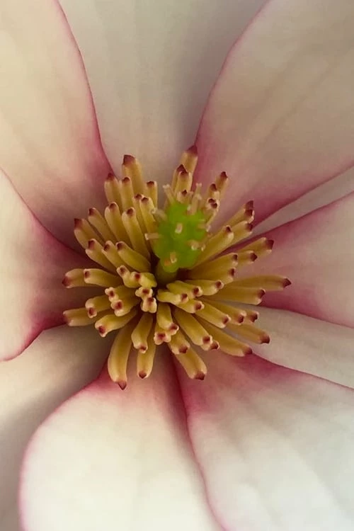 Fairy Blush Magnolia - 3 Gallon Pot 5 Fairy Blush Magnolia - 3 Gallon Pot - Image 5