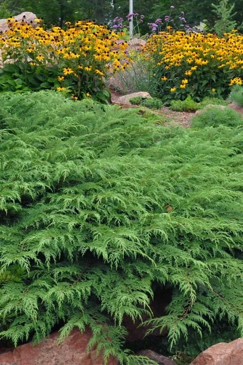 Siberian Spreading Cypress (Microbiota Decussata) - 1 Gallon Pot 4 Siberian Spreading Cypress (Microbiota Decussata) - 1 Gallon Pot - Image 4