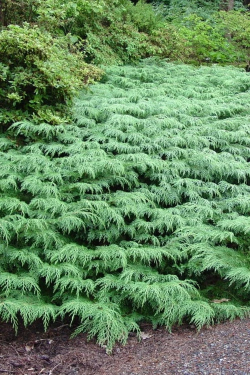 Siberian Spreading Cypress (Microbiota Decussata) - 1 Gallon Pot 1 Siberian Spreading Cypress (Microbiota Decussata) - 1 Gallon Pot