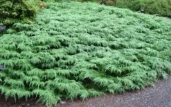 Siberian Spreading Cypress (Microbiota Decussata) - 1 Gallon Pot 6 Siberian Spreading Cypress (Microbiota Decussata) - 1 Gallon Pot -Wilson Bros Gardens Shop microbiota decussata siberian spreading cypress 7