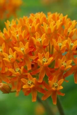 Orange Butterfly Milkweed - Asclepias Tuberosa - 10 Pack Of Quart Pots -Wilson Bros Gardens Shop milkweed butterfly weed 1 1