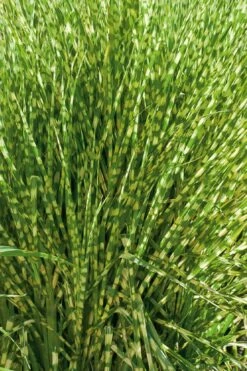 Gold Breeze Zebra Grass (Miscanthus) - 1 Gallon Pot -Wilson Bros Gardens Shop miscanthus gold breeze zebra grass 10