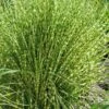 Gold Breeze Zebra Grass (Miscanthus) - 1 Gallon Pot