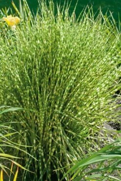 Gold Breeze Zebra Grass (Miscanthus) - 1 Gallon Pot