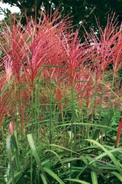 Flame Grass (Miscanthus 'Purpurascens') - 1 Gallon Pot 10 Flame Grass (Miscanthus 'Purpurascens') - 1 Gallon Pot -Wilson Bros Gardens Shop miscanthus purpurascens flame grass 1