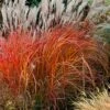 Flame Grass (Miscanthus 'Purpurascens') - 1 Gallon Pot