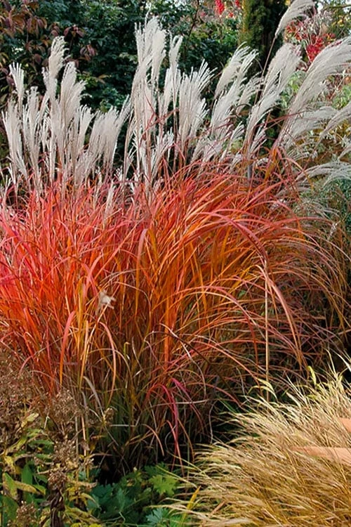 Flame Grass (Miscanthus 'Purpurascens') - 1 Gallon Pot 1 Flame Grass (Miscanthus 'Purpurascens') - 1 Gallon Pot