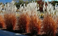 Flame Grass (Miscanthus 'Purpurascens') - 6 Pack Of 1 Gallon Pots -Wilson Bros Gardens Shop miscanthus purpurascens flame grass 5 1
