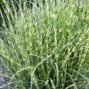 Bandwidth Dwarf Zebra Grass - 6 Pack Of 1 Gallon Pots