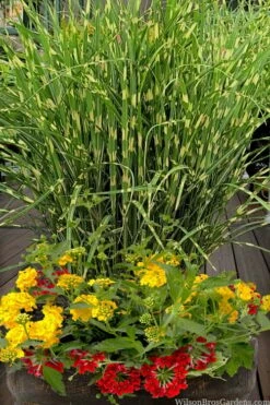 Bandwidth Dwarf Zebra Grass - 6 Pack Of 1 Gallon Pots -Wilson Bros Gardens Shop miscanthus sinensis bandwidth zebra grass 5 1
