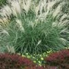 Little Kitten Dwarf Maiden Grass - Miscanthus Sinensis - 2 Gallon Pot