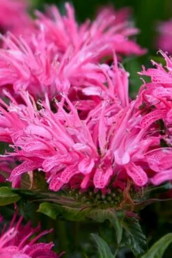 Bubblegum Blast Bee Balm (Monarda) - 1 Gallon Pot -Wilson Bros Gardens Shop monarda bubblegum blast pink bee balm 2
