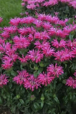 Electric Neon Pink Bee Balm (Monarda) - 1 Gallon Pot -Wilson Bros Gardens Shop monarda electric neon pink bee balm 1