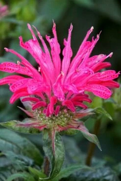 Electric Neon Pink Bee Balm (Monarda) - 1 Gallon Pot -Wilson Bros Gardens Shop monarda electric neon pink bee balm 6