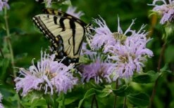 Wild Bergamot Bee Balm (Monarda Fistulosa) - 5 Pack Of Quart Pots -Wilson Bros Gardens Shop monarda fistulosa wild bergamont bee balm 11 1