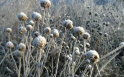 Wild Bergamot Bee Balm (Monarda Fistulosa) - 5 Pack Of Quart Pots -Wilson Bros Gardens Shop monarda fistulosa wild bergamont bee balm 15 1