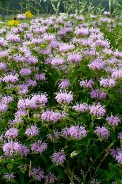 Wild Bergamot Bee Balm (Monarda Fistulosa) - 1 Gallon Pot -Wilson Bros Gardens Shop monarda fistulosa wild bergamont bee balm 16 2