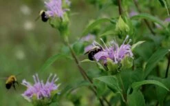 Wild Bergamot Bee Balm (Monarda Fistulosa) - 5 Pack Of Quart Pots -Wilson Bros Gardens Shop monarda fistulosa wild bergamont bee balm 17 1