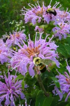 Wild Bergamot Bee Balm (Monarda Fistulosa) - 6 Pack Of 1 Gallon Pots