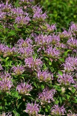 Wild Bergamot Bee Balm (Monarda Fistulosa) - 6 Pack Of 1 Gallon Pots -Wilson Bros Gardens Shop monarda fistulosa wild bergamont bee balm 5