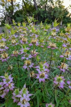 Beebop Bee Balm (Monarda Punctata) - 1 Gallon Pot -Wilson Bros Gardens Shop monarda punctata beebop bee balm 3