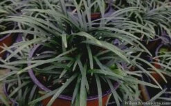 Kyoto Super Dwarf Mondo Grass - 3 Pack Of Pint Pots -Wilson Bros Gardens Shop mondo grass super dwarf 21