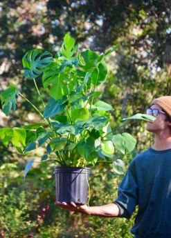 Monstera Deliciosa, Swiss Cheese Plant -Wilson Bros Gardens Shop monstera deliciosa plant 3 gallon