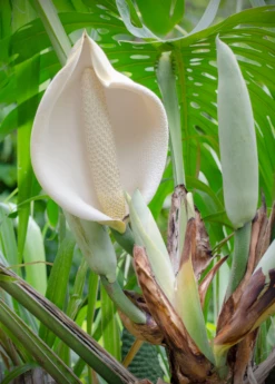 Monstera Deliciosa, Swiss Cheese Plant -Wilson Bros Gardens Shop monsteraplantforsalesowexotic 3