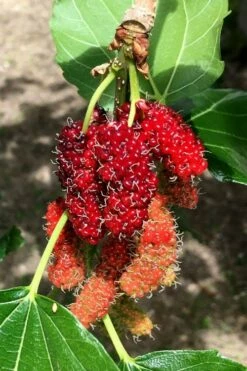 Red Mulberry Tree (Morus Rubra) - 5 Gallon Pot -Wilson Bros Gardens Shop morus rubra red mulberry berries 12