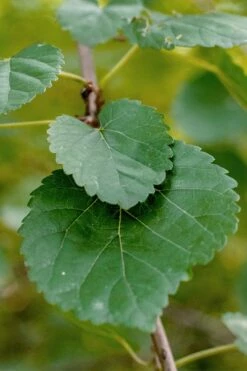 Red Mulberry Tree (Morus Rubra) - 5 Gallon Pot -Wilson Bros Gardens Shop morus rubra red mulberry leaves 1
