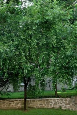 Red Mulberry Tree (Morus Rubra) - 5 Gallon Pot -Wilson Bros Gardens Shop morus rubra red mulberry tree 1