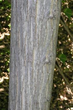 Red Mulberry Tree (Morus Rubra) - 5 Gallon Pot -Wilson Bros Gardens Shop morus rubra red mulberry trunk bark 1