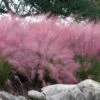 Pink Muhly Grass (Cotton Candy Grass) - 32 Pack Of 1 Gallon Pots