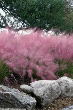 Pink Muhly Grass - Cotton Candy Grass - 6 Pack Of 1 Gallon Pots