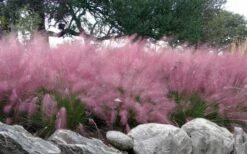 Pink Muhly Grass (Cotton Candy Grass) - 16 Pack Of 1 Gallon Pots -Wilson Bros Gardens Shop muhlenbergia capillaris pink muhly cotton candy grass 204 5