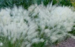 White Cloud Muhly Grass - 3 Gallon Pot -Wilson Bros Gardens Shop muhlenbergia capillaris white cloud muhly grass 102 3