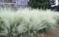 White Cloud Muhly Grass - 1 Gallon Pot -Wilson Bros Gardens Shop muhlenbergia capillaris white cloud muhly grass 103