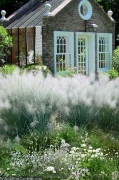White Cloud Muhly Grass - 6 Pack Of 1 Gallon Pots -Wilson Bros Gardens Shop muhlenbergia capillaris white cloud muhly grass 108 4
