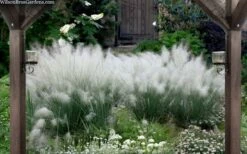 White Cloud Muhly Grass - 8 Pack Of 1 Gallon Pots -Wilson Bros Gardens Shop muhlenbergia capillaris white cloud muhly grass 109 2
