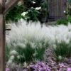 White Cloud Muhly Grass - 1 Gallon Pot