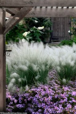 White Cloud Muhly Grass - 8 Pack Of 1 Gallon Pots